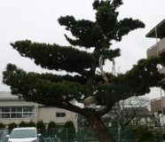 2012_pinus5