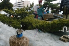 2012_pinus6