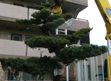 2012_pinus7