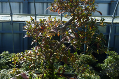 image019